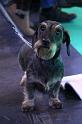 Crufts_dachshunds 603